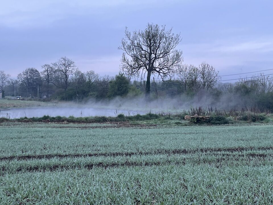Brume matinale sur les champs attenants à la malterie