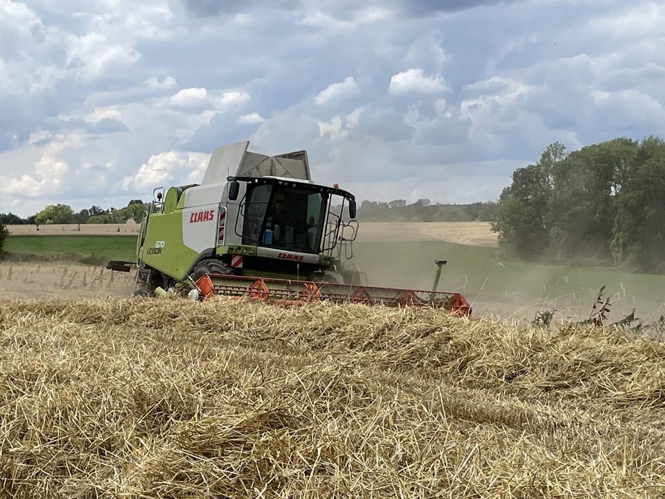 Moissonneuse-batteuse récoltant l'orge brassicole bio