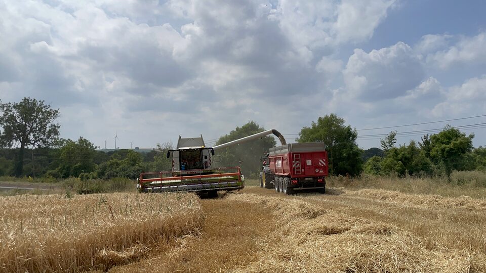 Moisson de l'orge bio, déchargement dans la remorque