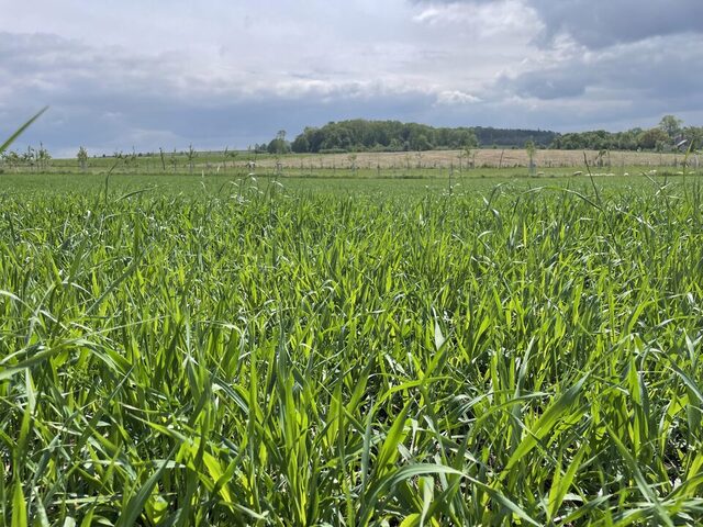 Orge verte au champ, en pleine croissance