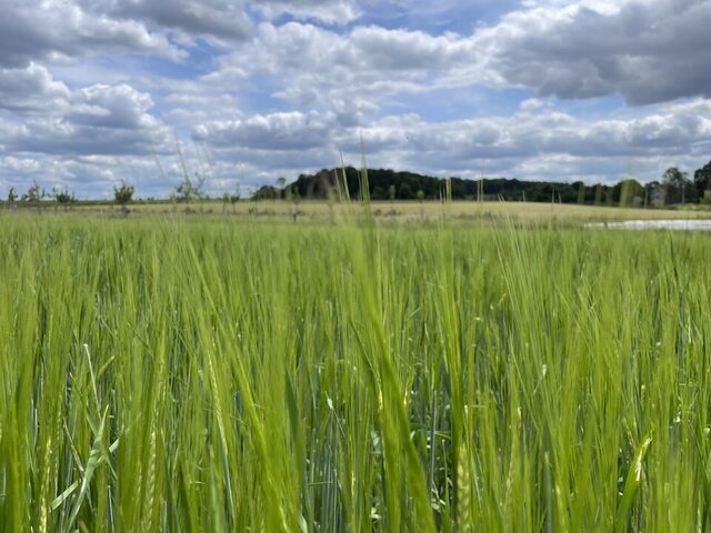 Épis d'orge encore verts avant maturité