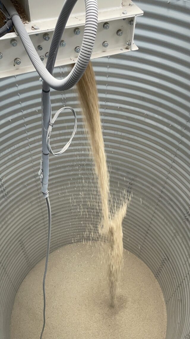Orge versée dans une cellule de stockage